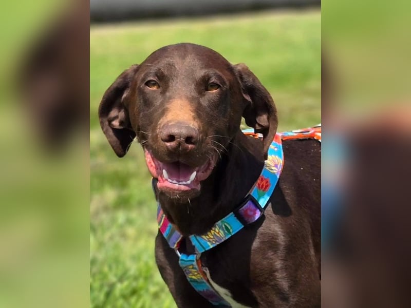 Ben - junger Vizsla-Mischling sucht aktives Zuhause