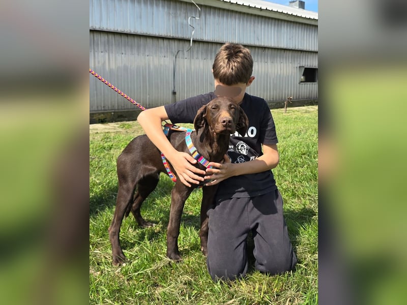 Ben - junger Vizsla-Mischling sucht aktives Zuhause