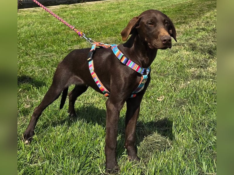 Ben - junger Vizsla-Mischling sucht aktives Zuhause