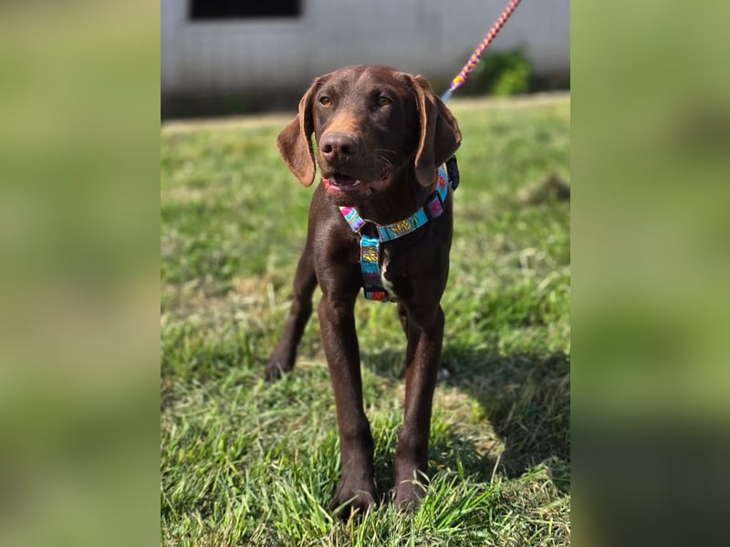 Ben - junger Vizsla-Mischling sucht aktives Zuhause