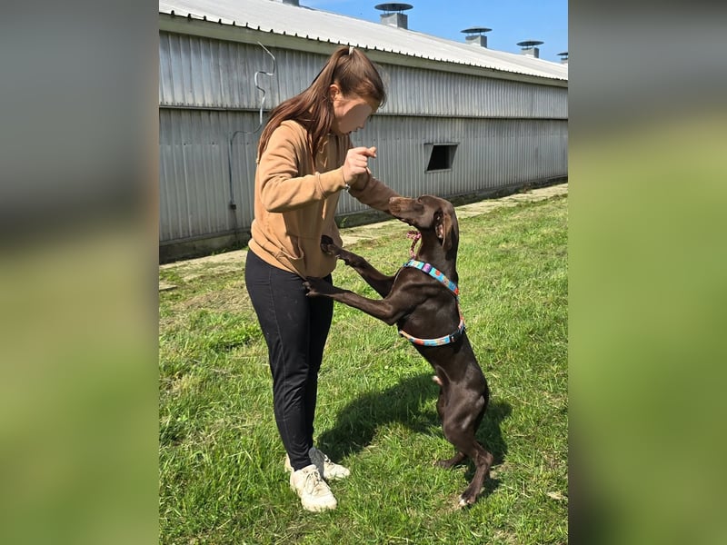 Ben - junger Vizsla-Mischling sucht aktives Zuhause