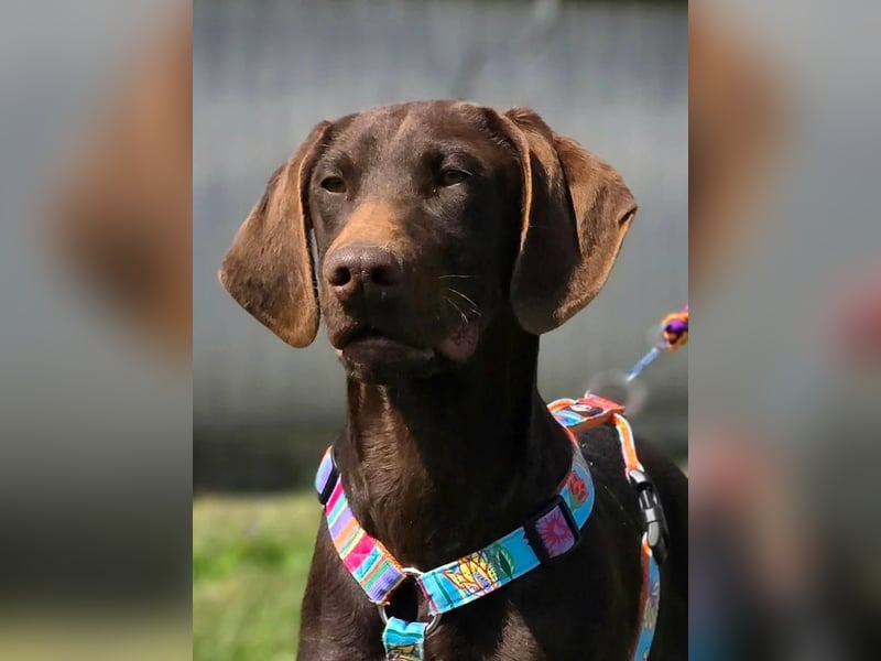 Ben - junger Vizsla-Mischling sucht aktives Zuhause