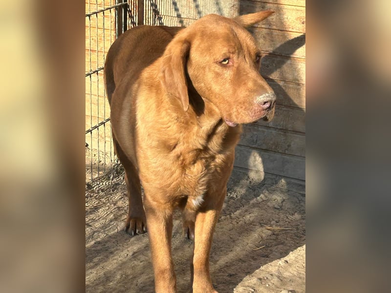 Sam - sanfter Viszla-Mix