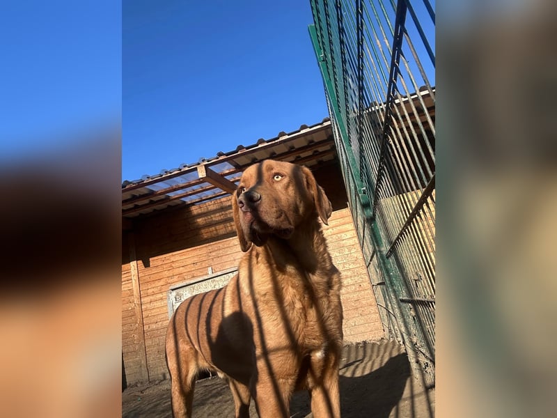 Sam - sanfter Viszla-Mix