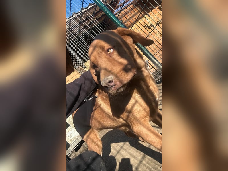 Sam - sanfter Viszla-Mix