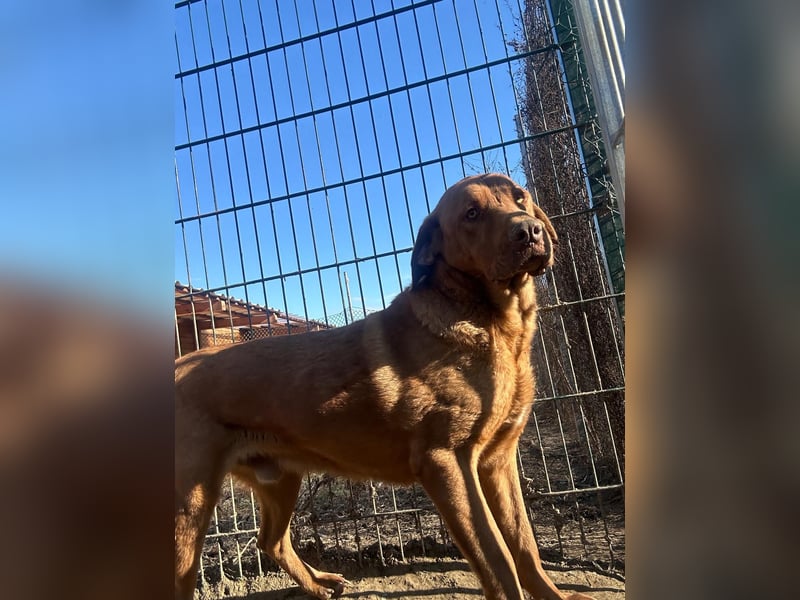 Sam - sanfter Viszla-Mix