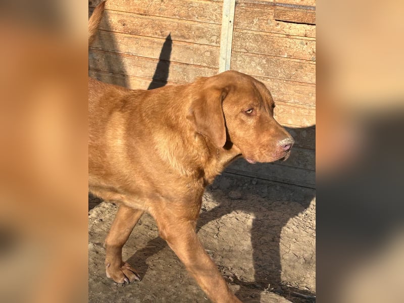 Sam - sanfter Viszla-Mix