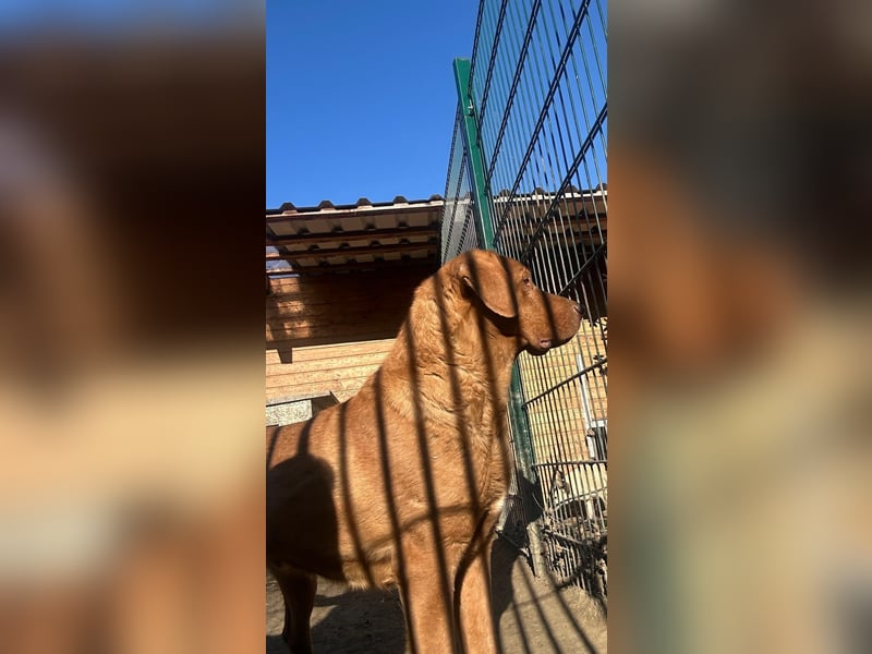 Sam - sanfter Viszla-Mix