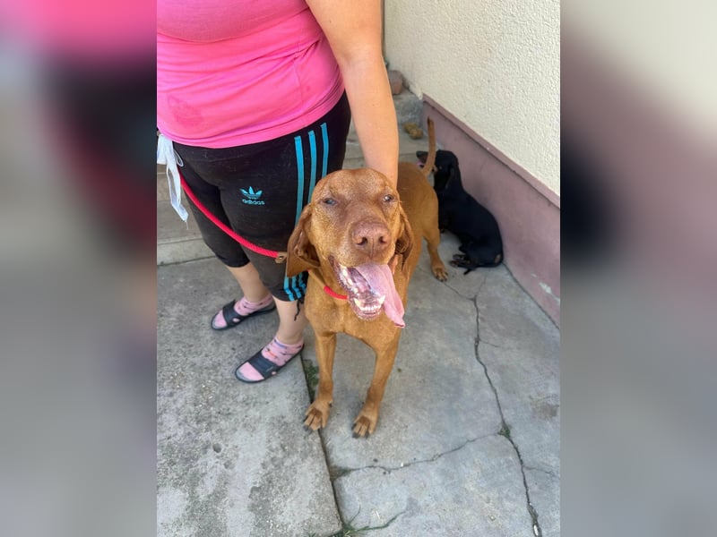 Rio, geboren 05.03.2020, 63cm sucht liebevolles Zuhause