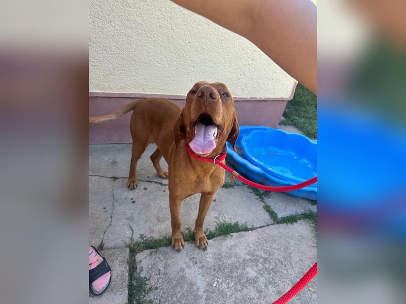 Rio, geboren 05.03.2020, 63cm sucht liebevolles Zuhause
