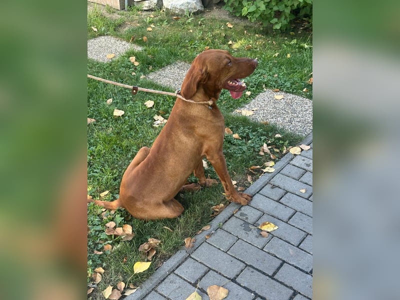 Hunor, geboren 26.06.2021, 55cm sucht seine Menschen