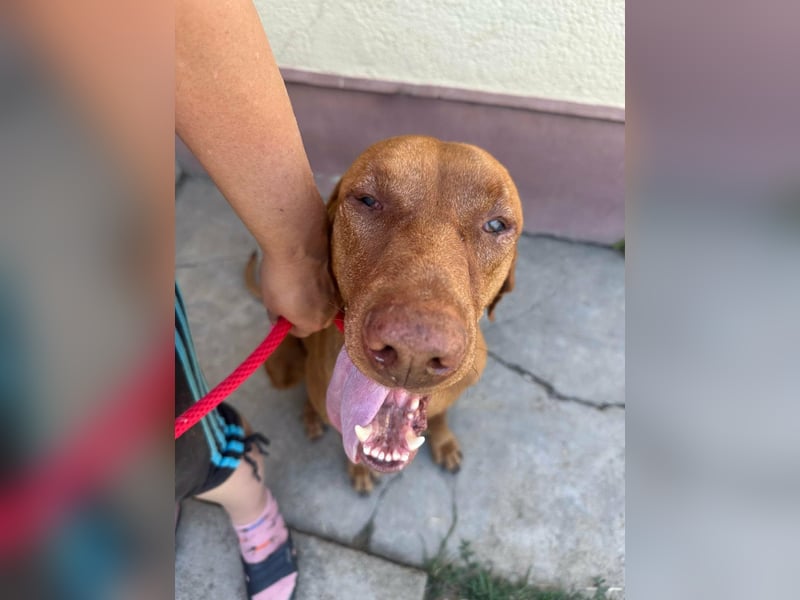 Rio, geboren 05.03.2020, 63cm sucht liebevolles Zuhause