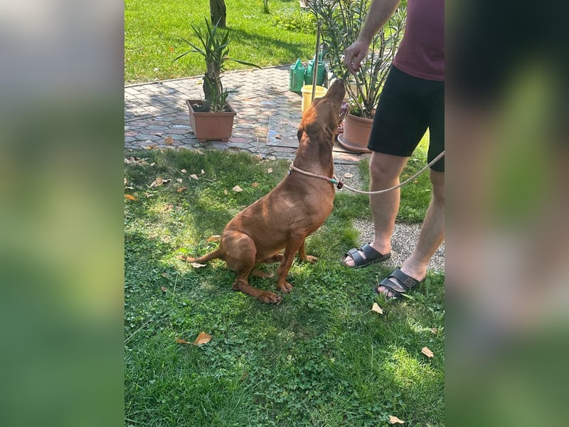 Hunor, geboren 26.06.2021, 55cm sucht seine Menschen