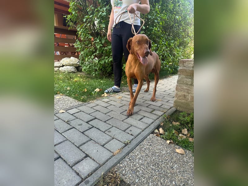 Hunor, geboren 26.06.2021, 55cm sucht seine Menschen