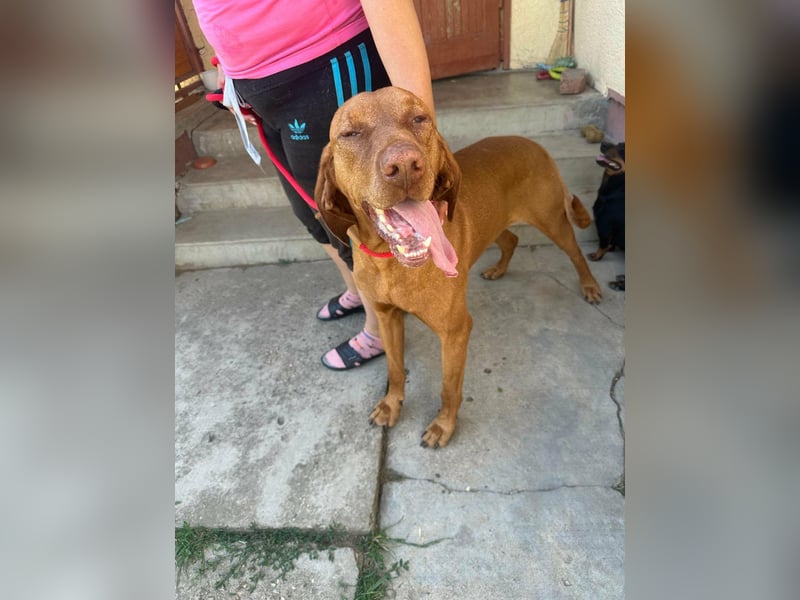 Rio, geboren 05.03.2020, 63cm sucht liebevolles Zuhause
