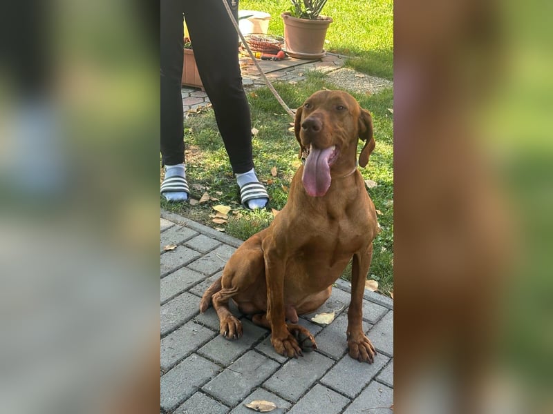 Hunor, geboren 26.06.2021, 55cm sucht seine Menschen