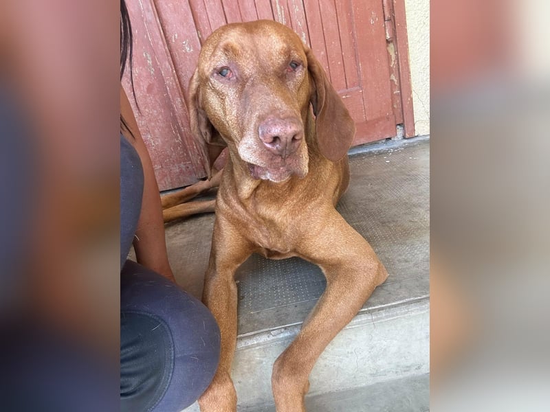 Rio, geboren 05.03.2020, 63cm sucht liebevolles Zuhause