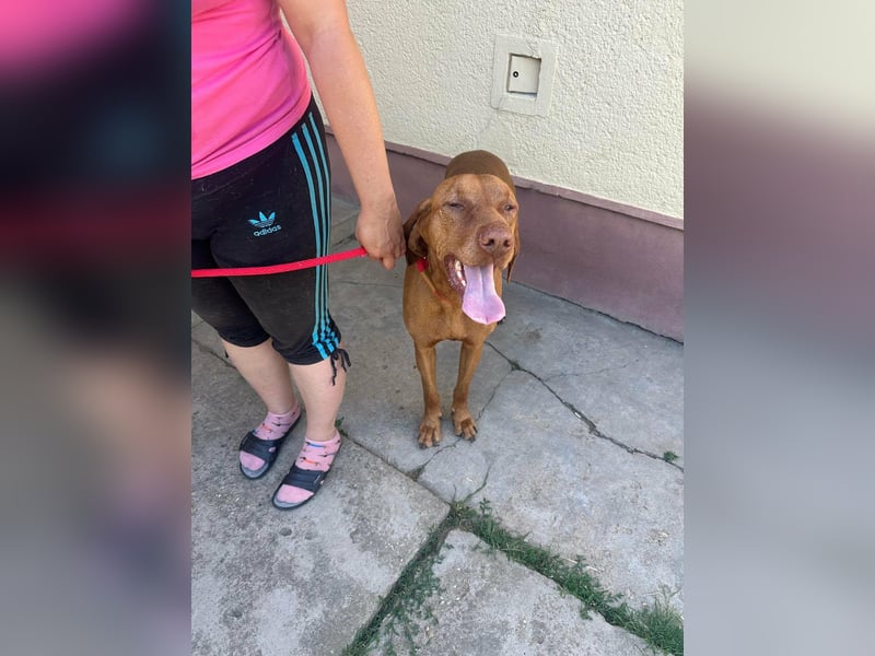 Rio, geboren 05.03.2020, 63cm sucht liebevolles Zuhause