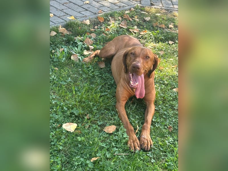 Hunor, geboren 26.06.2021, 55cm sucht seine Menschen