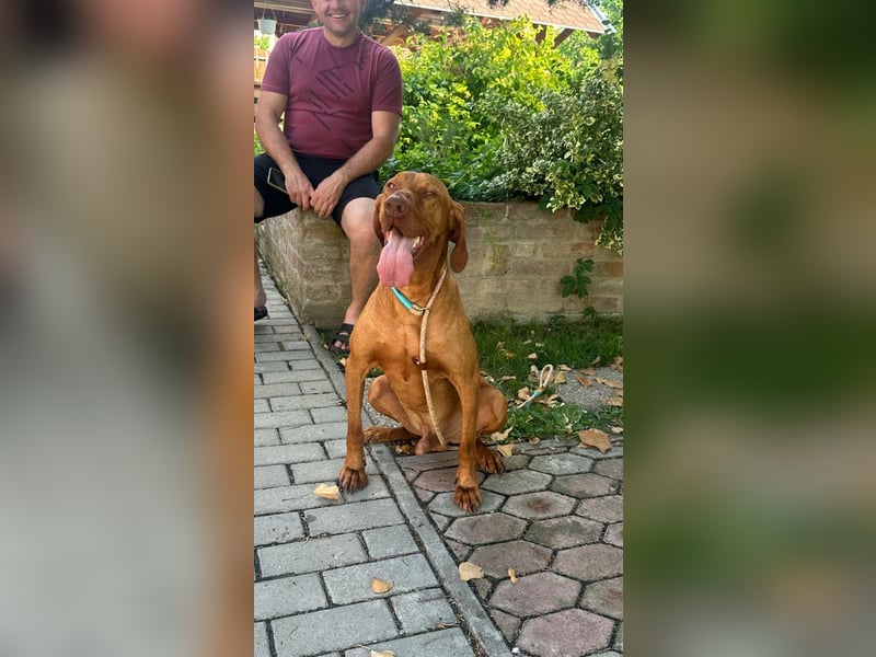 Hunor, geboren 26.06.2021, 55cm sucht seine Menschen
