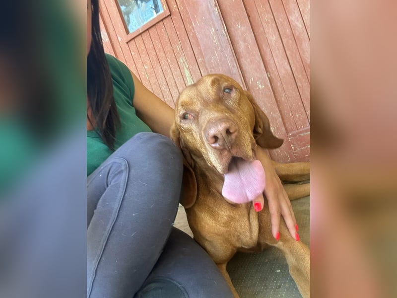 Rio, geboren 05.03.2020, 63cm sucht liebevolles Zuhause