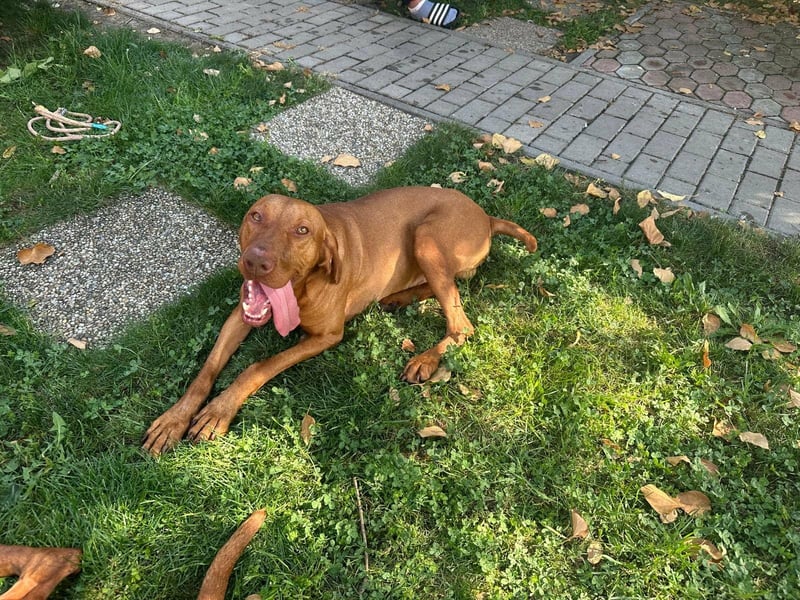 Hunor, geboren 26.06.2021, 55cm sucht seine Menschen