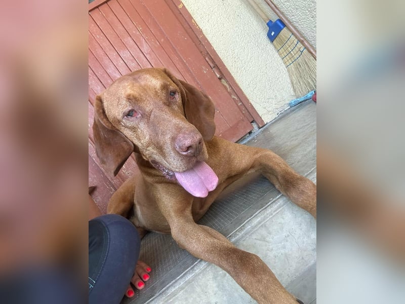 Rio, geboren 05.03.2020, 63cm sucht liebevolles Zuhause