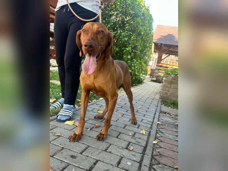 Hunor, geboren 26.06.2021, 55cm sucht seine Menschen