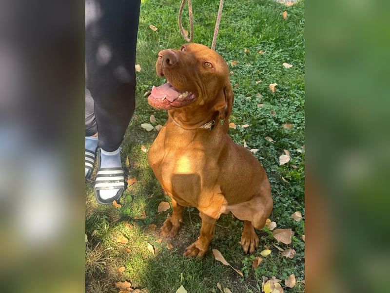 Hunor, geboren 26.06.2021, 55cm sucht seine Menschen