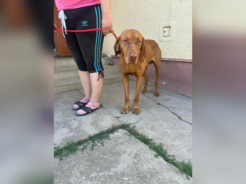 Rio, geboren 05.03.2020, 63cm sucht liebevolles Zuhause