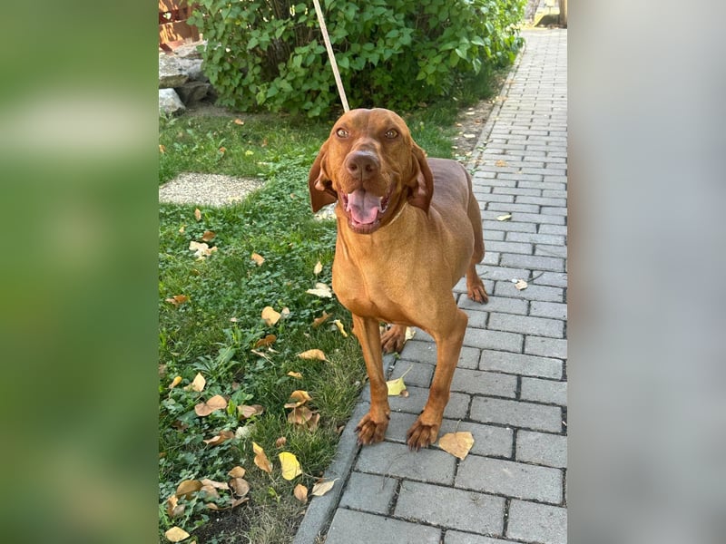 Hunor, geboren 26.06.2021, 55cm sucht seine Menschen