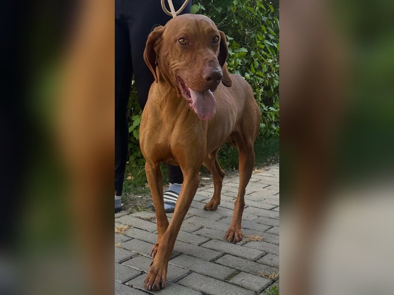 Hunor, geboren 26.06.2021, 55cm sucht seine Menschen