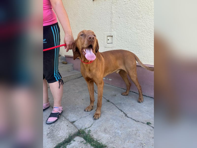 Rio, geboren 05.03.2020, 63cm sucht liebevolles Zuhause
