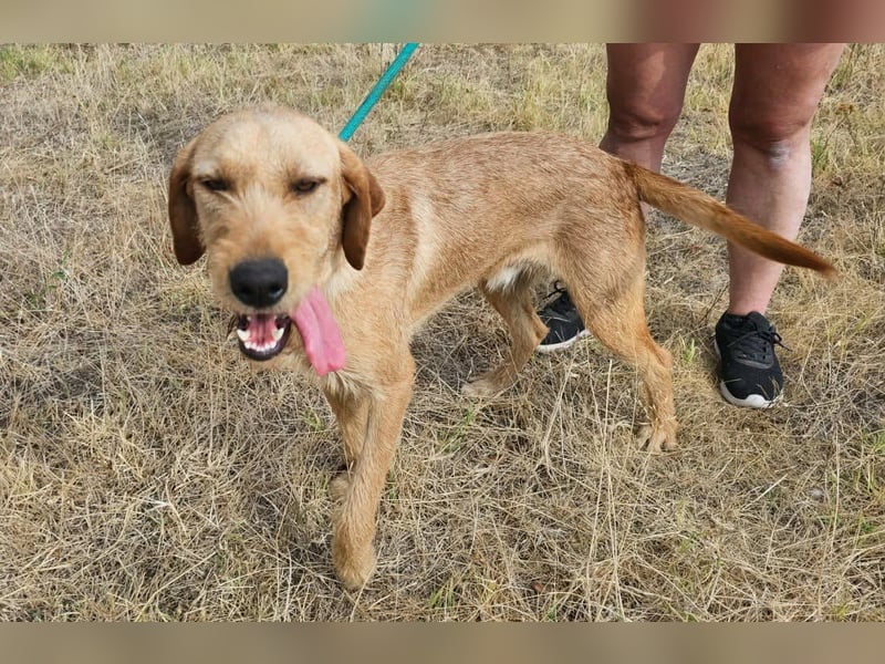 Bere, geboren 01.10.2025, 57cm sucht sein Zuhause