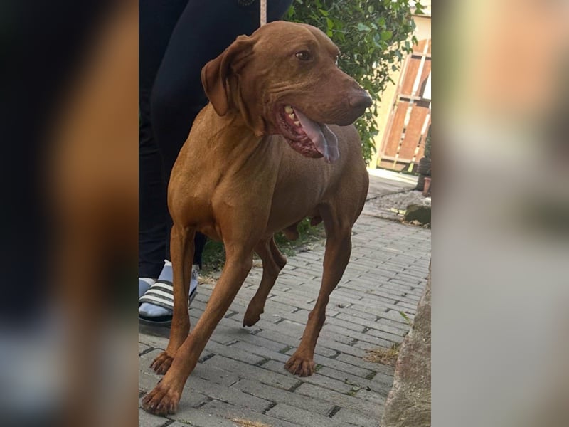 Hunor, geboren 26.06.2021, 55cm sucht seine Menschen