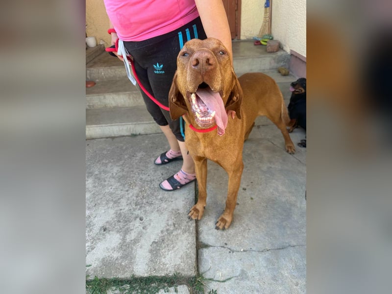Rio, geboren 05.03.2020, 63cm sucht liebevolles Zuhause
