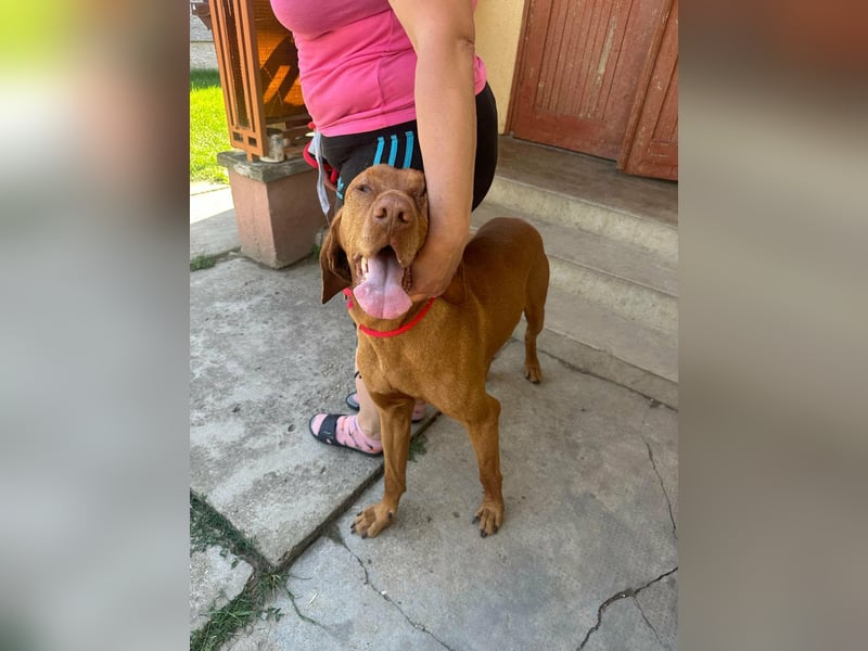 Rio, geboren 05.03.2020, 63cm sucht liebevolles Zuhause