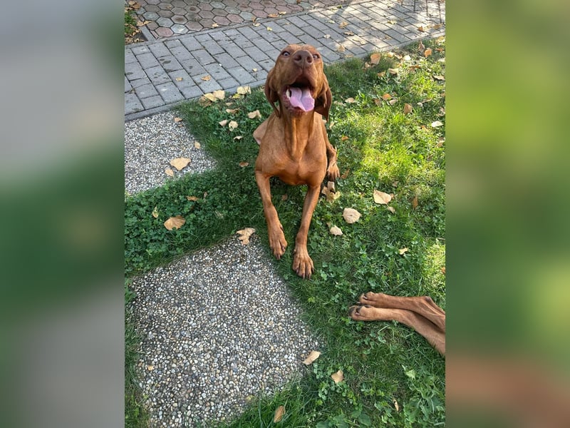 Hunor, geboren 26.06.2021, 55cm sucht seine Menschen
