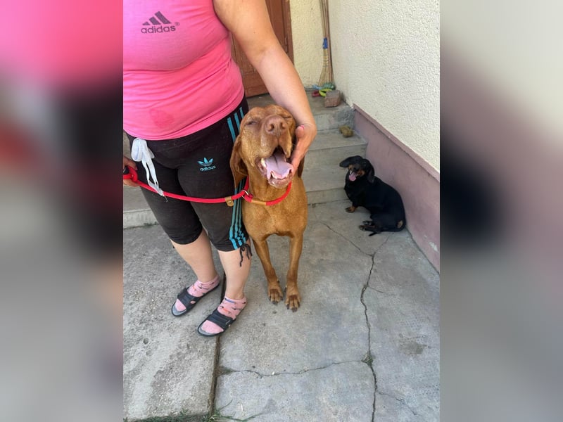 Rio, geboren 05.03.2020, 63cm sucht liebevolles Zuhause