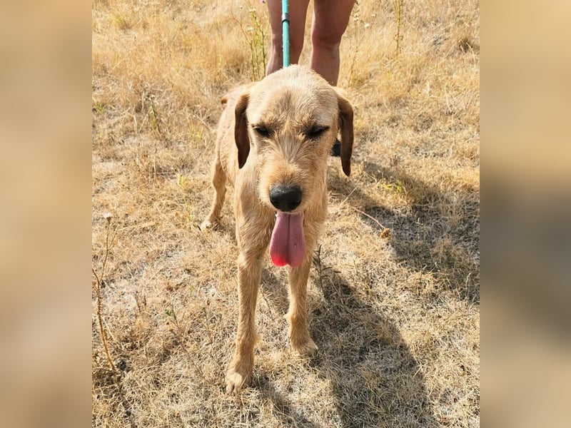 Bere, geboren 01.10.2025, 57cm sucht sein Zuhause