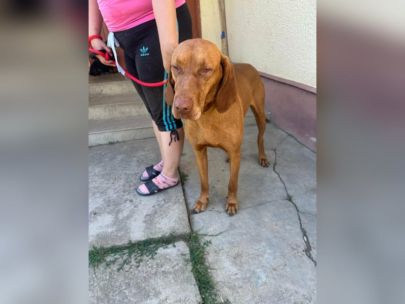 Rio, geboren 05.03.2020, 63cm sucht liebevolles Zuhause