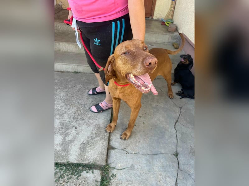 Rio, geboren 05.03.2020, 63cm sucht liebevolles Zuhause