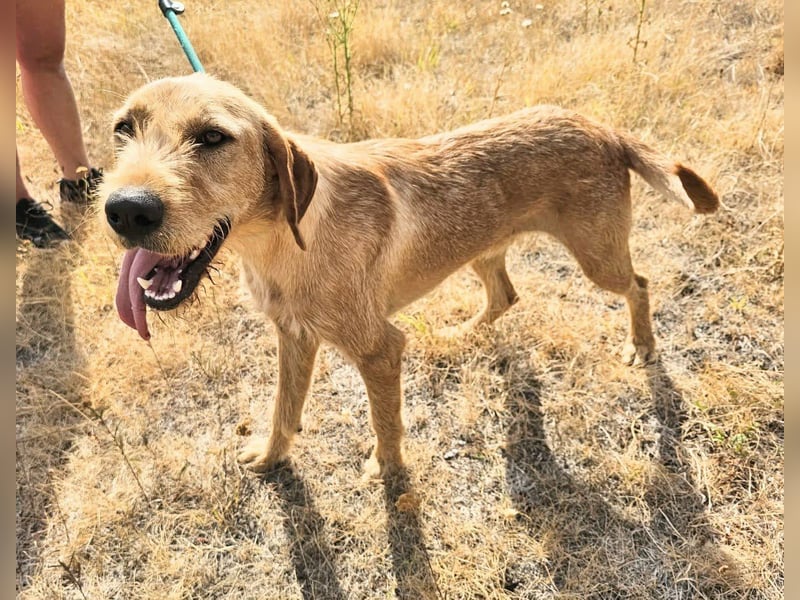Bere, geboren 01.10.2025, 57cm sucht sein Zuhause