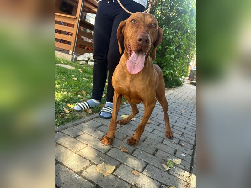 Hunor, geboren 26.06.2021, 55cm sucht seine Menschen