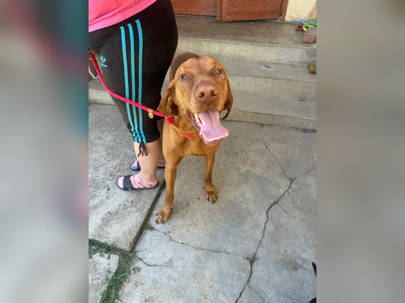 Rio, geboren 05.03.2020, 63cm sucht liebevolles Zuhause