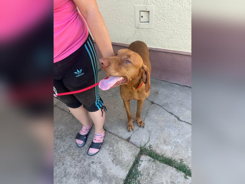 Rio, geboren 05.03.2020, 63cm sucht liebevolles Zuhause