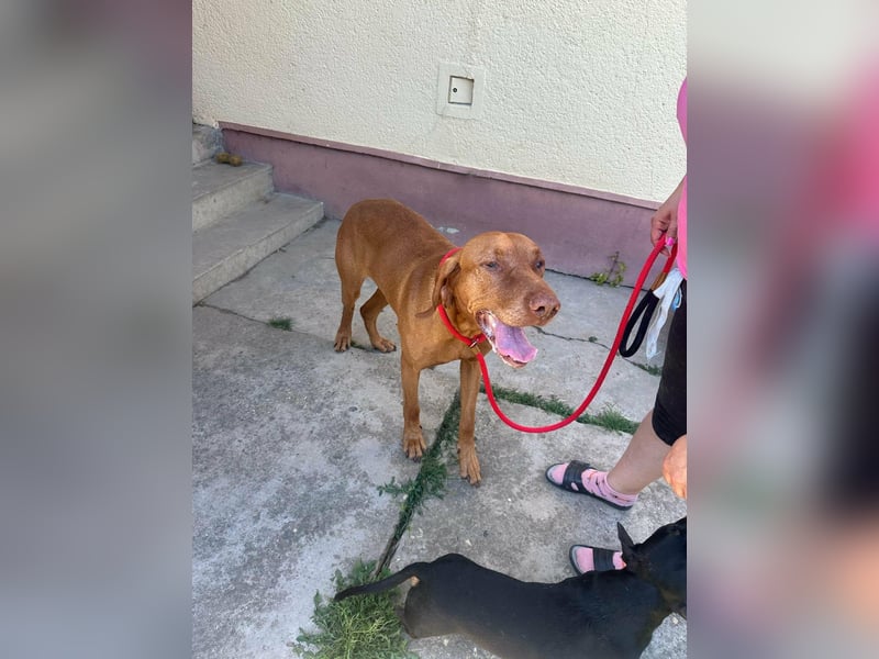 Rio, geboren 05.03.2020, 63cm sucht liebevolles Zuhause
