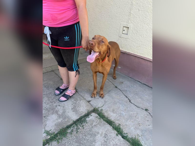 Rio, geboren 05.03.2020, 63cm sucht liebevolles Zuhause