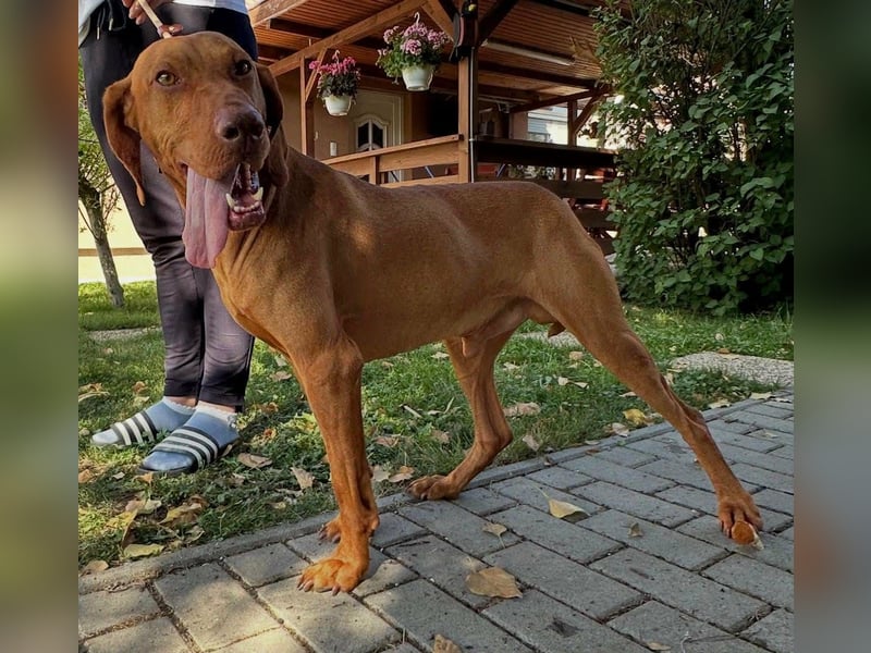 Hunor, geboren 26.06.2021, 55cm sucht seine Menschen