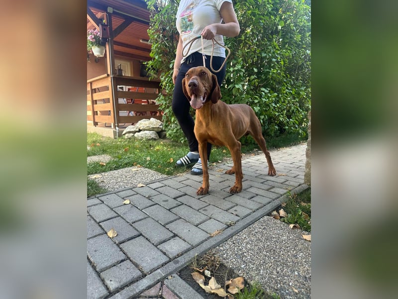Hunor, geboren 26.06.2021, 55cm sucht seine Menschen